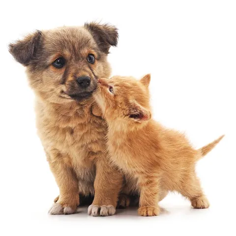 Haustier registrieren in Linz: Hund und Katze